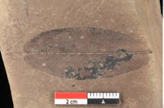 Foto (Detailsansicht) von Quercus palaeoilex Ettingshausen (NHMW-GEO-2024-0188-0754)